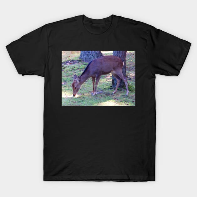 Deer 2 T-Shirt by WaterGardens